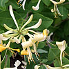 Lonicera periclymenum - Graham Thomas - Honeysuckle, Lonicera