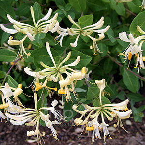 Lonicera periclymenum - 'Graham Thomas' (Honeysuckle, Lonicera)