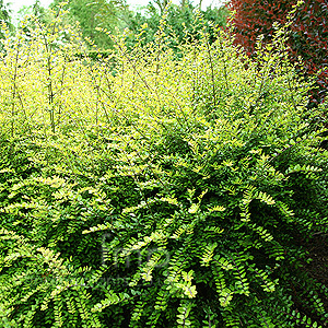 Lonicera nitida - 'Baggesen's Gold'