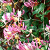 Lonicera X italica