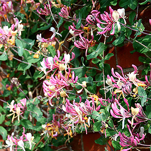 Lonicera X italica