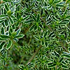 Lonicera nitida - Silver Beauty - Shrubby Lonicera