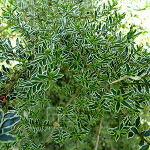 Lonicera nitida - 'Silver Beauty' (Shrubby Lonicera)