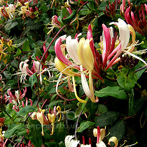 Lonicera periclymenum - 'Serotina Florida' (Honey  Suckle)