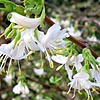 Lonicera - Winter Beauty