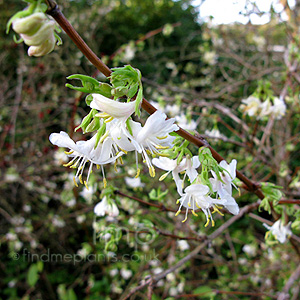 Lonicera - 'Winter Beauty'