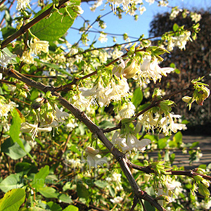 Lonicera X purpusii