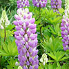 Lupinus - Gallery Blue - Lupin