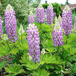 Lupinus - 'Gallery Blue' (Lupin)