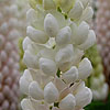 Lupinus - Polar Princess - Lupin, Lupinus