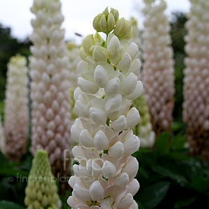 Lupinus - 'Polar Princess' (Lupin, Lupinus)