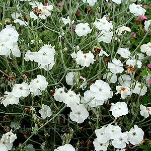 Lychnis coronaria - 'Alba' (Rose Campion)