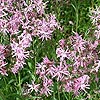 Lychnis flos-cuculi - Ragged Robin