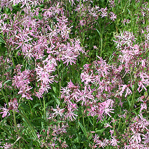 Lychnis flos-cuculi (Ragged Robin)