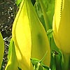 Lysichiton americanus - Skunk Cabbage, Lysichiton