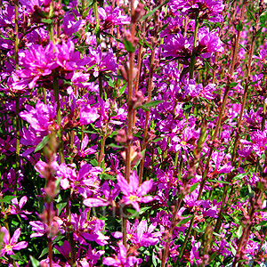 Lythrum virgatum - 'Dropmore Purple'