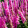 Lythrum salicaria - click for full details