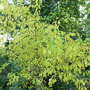 Macilura pomifera (Osage Orange)