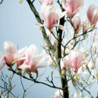 Magnolia x soulangeana (Lily Tree)