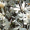Magnolia stellata - Lily Tree