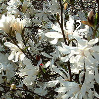 Magnolia stellata (Lily Tree)