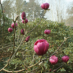 Magnolia - 'Black Tulip' (Magnolia)
