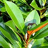 Magnolia grandiflora - Evergreen Magnolia