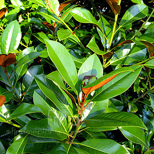 Magnolia grandiflora (Evergreen Magnolia)