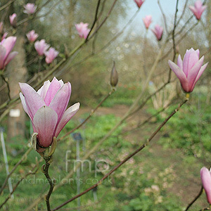 Magnolia - 'Heaven Scent' (Magnolia)