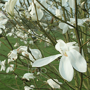 Magnolia kewensis (Magnolia)