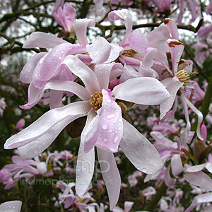 Magnolia x loebneri - 'Leonard Messel' (Lily Tree)
