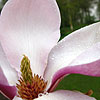 Magnolia soulangiana - Rustica Rubra - Magnolia