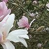 Magnolia stellata - Rosea