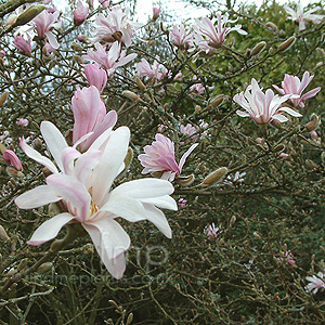 Magnolia stellata - 'Rosea'