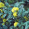 Mahonia aquifolium - Oregon Grape
