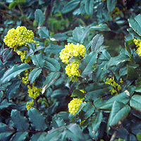 Mahonia aquifolium (Oregon Grape)