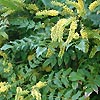 Mahonia x intermedia - click for full details
