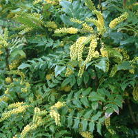 Mahonia x media - 'Charity'