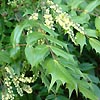 Mahonia x intermedia - Buckland