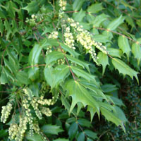 Mahonia x intermedia - 'Buckland'
