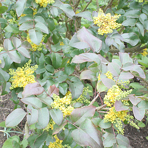 Mahonia repens - 'Rotundifolia'