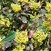 Mahonia aquifolium - Apollo - Mahonia