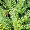 Mahonia x media - Buckland - Mahonia