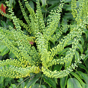 Mahonia x media - 'Buckland' (Mahonia)