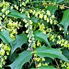 Mahonia japonica - Mahonia