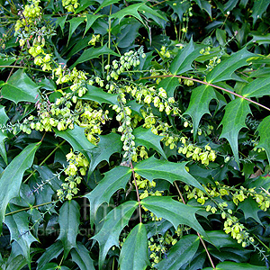 Mahonia japonica (Mahonia)