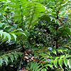 Mahonia lomariifolia - Mahonia