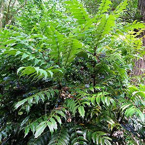 Mahonia lomariifolia (Mahonia)