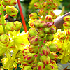 Mahonia nervosa - Mahonia