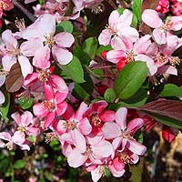 Malus - 'Pink Princess' (Flowering Crab)